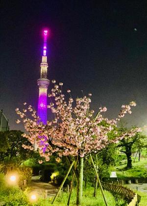 松嶋那々の写メ日記|プレジデントクラブ 吉原高級店ソープ