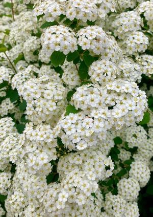 松嶋那々の写メ日記｜プレジデントクラブ 吉原高級店ソープ