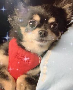 新木りさこの写メ日記｜プレジデントクラブ 吉原高級店ソープ