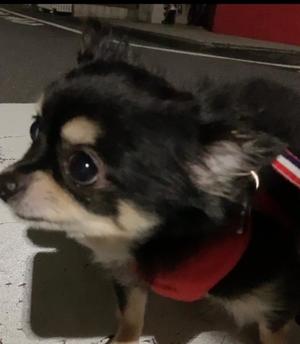 新木りさこの写メ日記｜プレジデントクラブ 吉原高級店ソープ