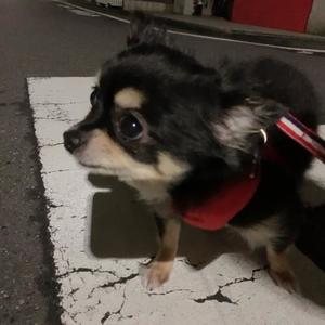 新木りさこの写メ日記｜プレジデントクラブ 吉原高級店ソープ