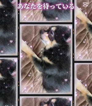 新木りさこの写メ日記｜プレジデントクラブ 吉原高級店ソープ