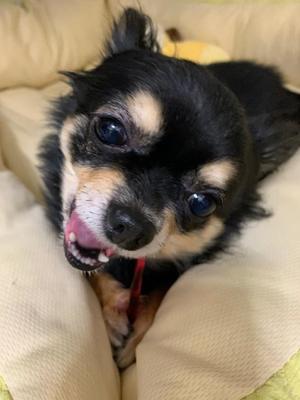 新木りさこの写メ日記｜プレジデントクラブ 吉原高級店ソープ