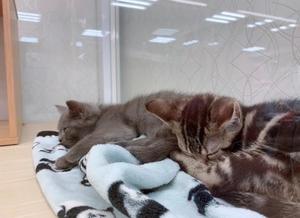 新木りさこの写メ日記｜プレジデントクラブ 吉原高級店ソープ