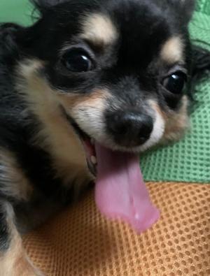 新木りさこの写メ日記|プレジデントクラブ 吉原高級店ソープ