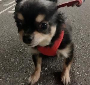 新木りさこの写メ日記｜プレジデントクラブ 吉原高級店ソープ