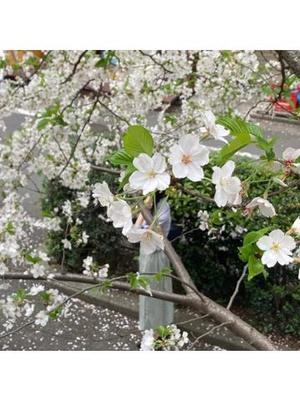 蒼井海久の写メ日記｜プレジデントハウス 吉原大衆店ソープ