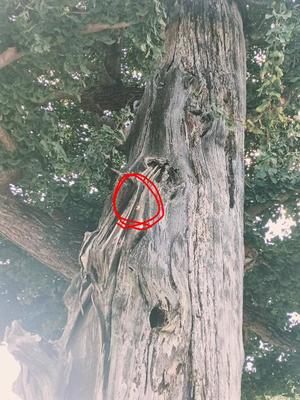 若林美加子の写メ日記|プレジデントハウス 吉原大衆店ソープ