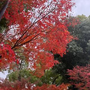 今井優里の写メ日記｜プレジデントハウス 吉原大衆店ソープ