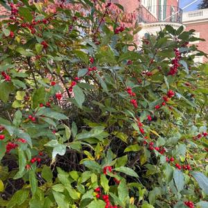 今井優里の写メ日記｜プレジデントハウス 吉原大衆店ソープ