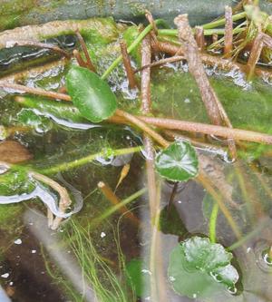 天海佑梨の写メ日記｜プレジデントハウス 吉原大衆店ソープ