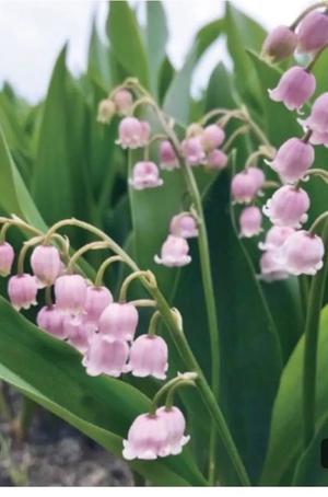 天海佑梨の写メ日記｜プレジデントハウス 吉原大衆店ソープ