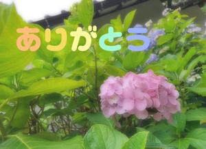 湧井ゆかりの写メ日記｜プレジデントハウス 吉原大衆店ソープ