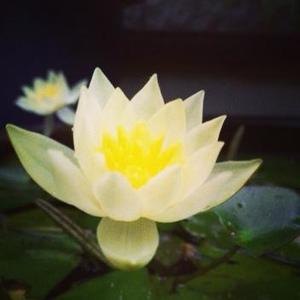 小谷仁乃の写メ日記｜プレジデントハウス 吉原大衆店ソープ