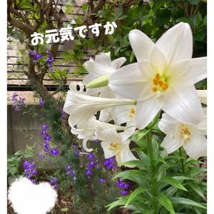篠原詩織の写メ日記｜プレジデントハウス 吉原大衆店ソープ