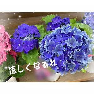 篠原詩織の写メ日記｜プレジデントハウス 吉原大衆店ソープ