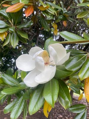 浜崎夏櫻の写メ日記｜プレジデントハウス 吉原大衆店ソープ