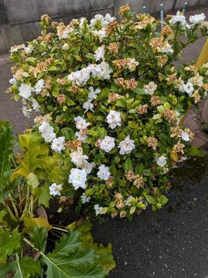 柊 月帆の写メ日記｜プレジデントハウス 吉原大衆店ソープ