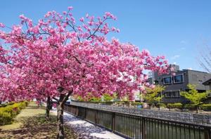 柊 月帆の写メ日記|プレジデントハウス 吉原大衆店ソープ