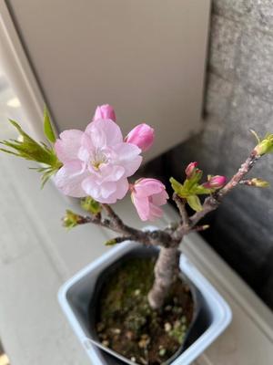 柊 月帆の写メ日記｜プレジデントハウス 吉原大衆店ソープ