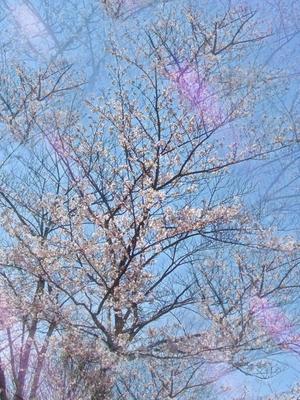 高坂志乃の写メ日記｜プレジデントハウス 吉原大衆店ソープ