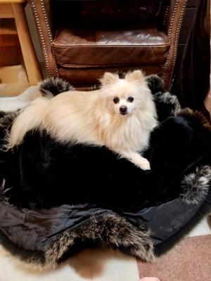 桐谷かなの写メ日記｜プレジデントハウス 吉原大衆店ソープ