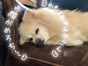 桐谷かなの写メ日記|プレジデントハウス 吉原大衆店ソープ