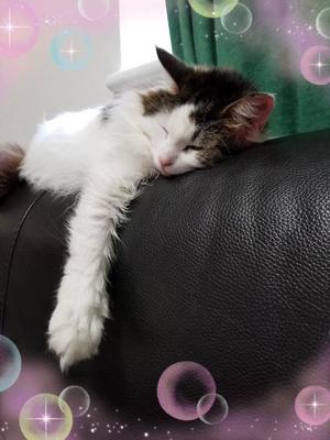 桐谷かなの写メ日記｜プレジデントハウス 吉原大衆店ソープ