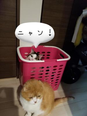 桐谷かなの写メ日記｜プレジデントハウス 吉原大衆店ソープ