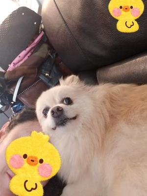 桐谷かなの写メ日記｜プレジデントハウス 吉原大衆店ソープ