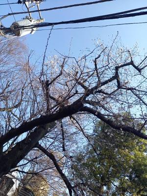 吉原未知留の写メ日記｜プレジデントハウス 吉原大衆店ソープ