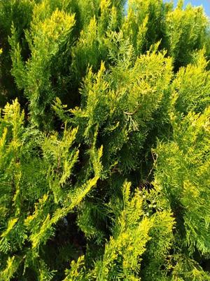 吉原未知留の写メ日記｜プレジデントハウス 吉原大衆店ソープ