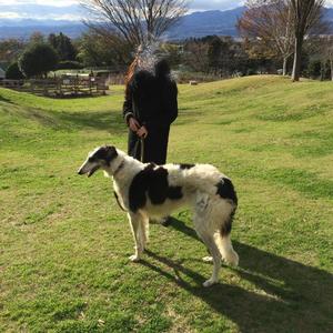 琴音みやびの写メ日記｜プレジデントハウス 吉原大衆店ソープ