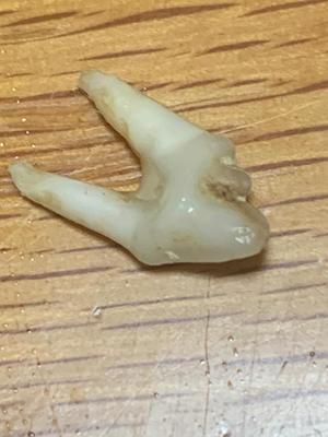 琴音みやびの写メ日記｜プレジデントハウス 吉原大衆店ソープ