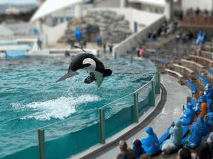 琴音みやびの写メ日記｜プレジデントハウス 吉原大衆店ソープ