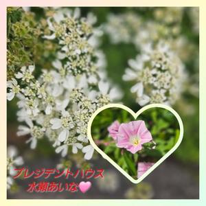 水瀬あいなの写メ日記|プレジデントハウス 吉原大衆店ソープ
