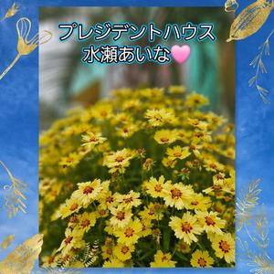 水瀬あいなの写メ日記｜プレジデントハウス 吉原大衆店ソープ