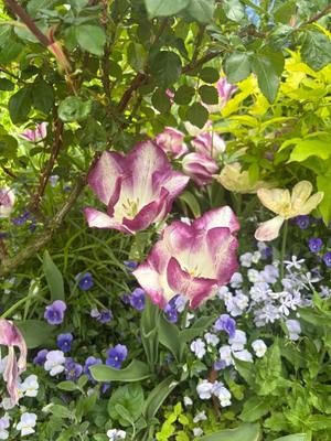 橘 みわの写メ日記｜プレジデントハウス 吉原大衆店ソープ