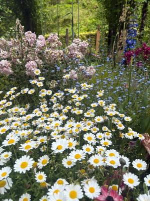 橘 みわの写メ日記｜プレジデントハウス 吉原大衆店ソープ