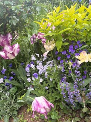 橘 みわの写メ日記｜プレジデントハウス 吉原大衆店ソープ