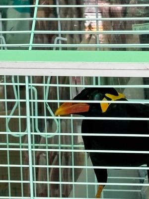 飛鳥  南の写メ日記｜プレジデントハウス 吉原大衆店ソープ