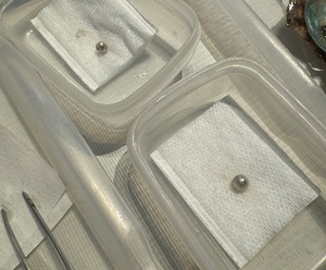 Suzuの写メ日記｜プロポーション 吉原高級店ソープ