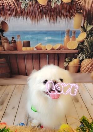 愛原よし乃の写メ日記｜ローテンブルク 吉原高級店ソープ