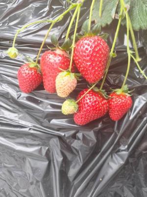 愛原よし乃の写メ日記｜ローテンブルク 吉原高級店ソープ