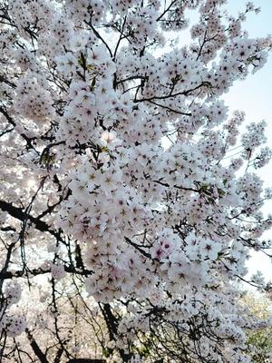 愛原よし乃の写メ日記｜ローテンブルク 吉原高級店ソープ