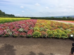 大桃かれんの写メ日記｜ローテンブルク 吉原高級店ソープ