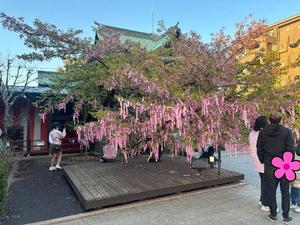 大桃かれんの写メ日記｜ローテンブルク 吉原高級店ソープ