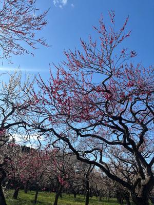 大桃かれんの写メ日記｜ローテンブルク 吉原高級店ソープ