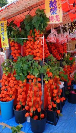 本多真歩の写メ日記｜ローテンブルク 吉原高級店ソープ