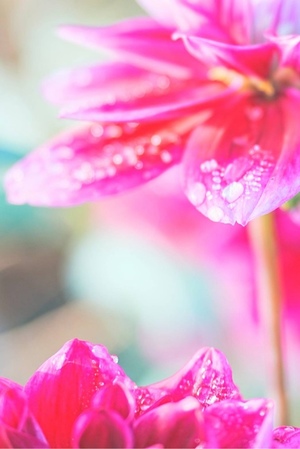 麻倉ミユの写メ日記｜ローテンブルク 吉原高級店ソープ